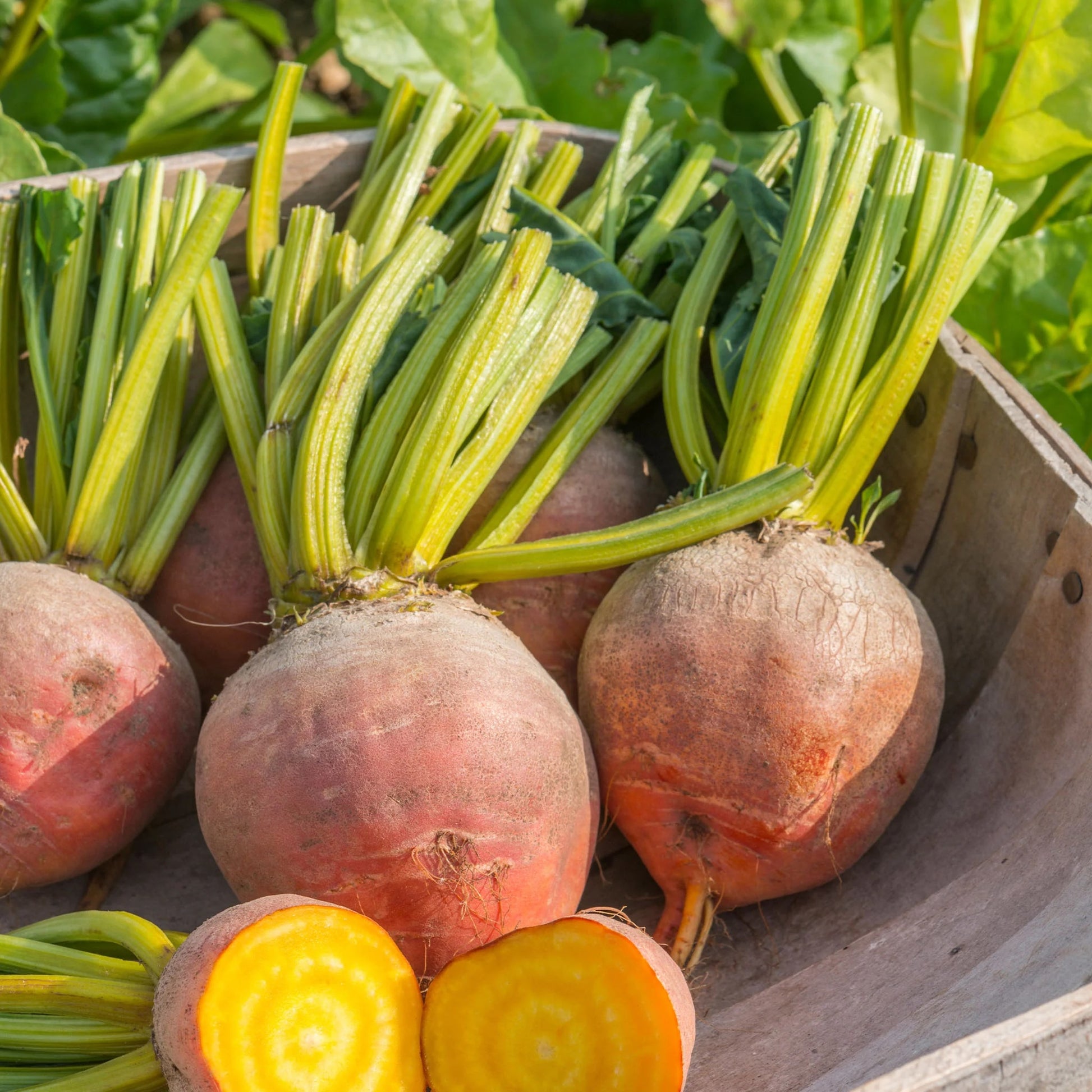 Beetroot Golden Globe