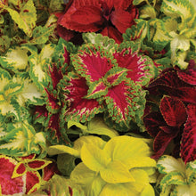Coleus Warpaint