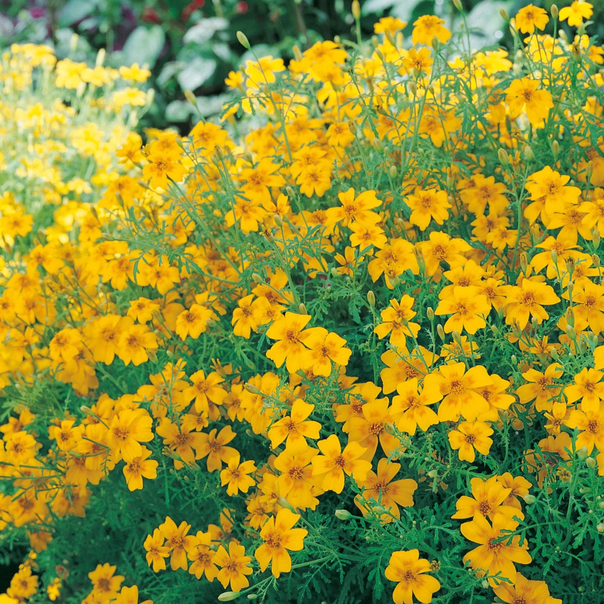 Tagetes Golden Gem