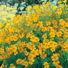 Tagetes Golden Gem