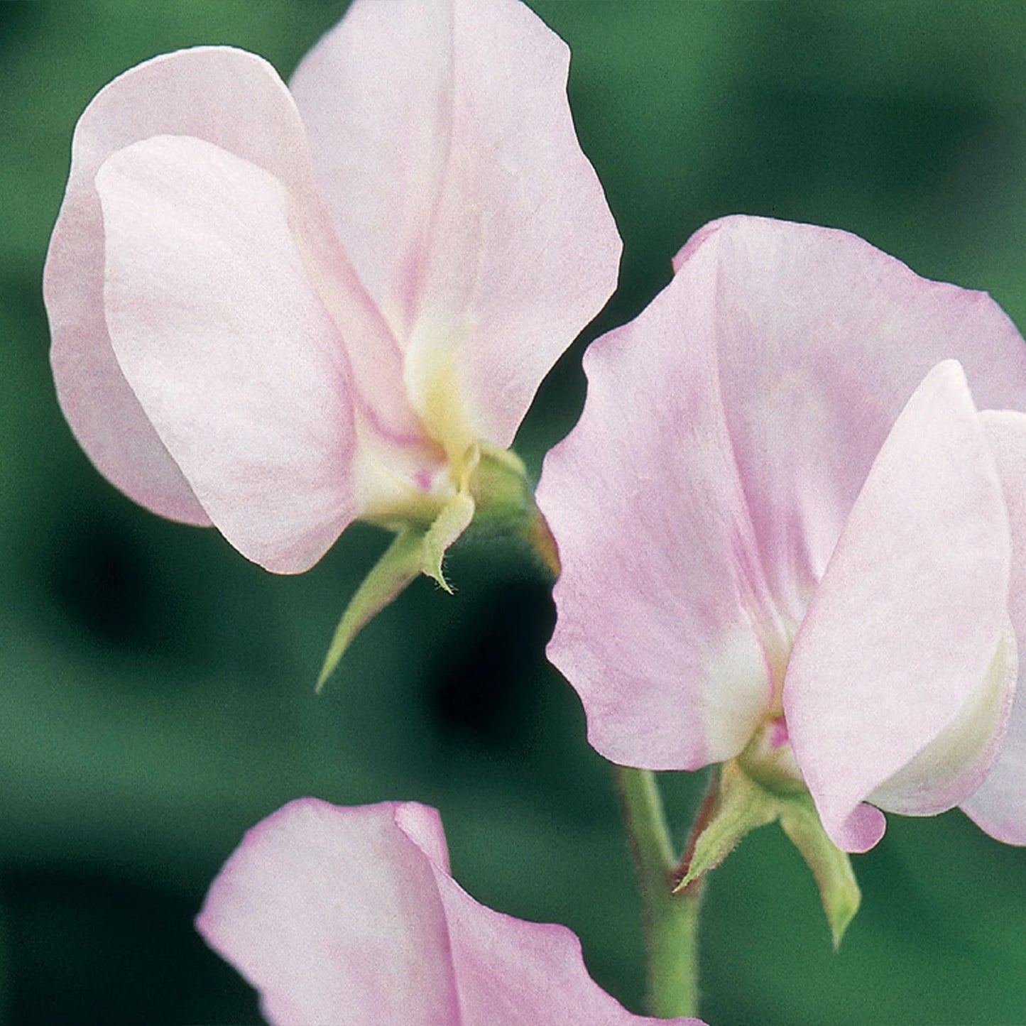 Sweet Pea Prima Donna