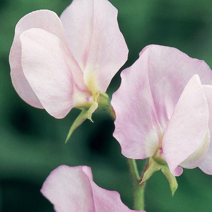 Sweet Pea Prima Donna