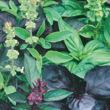 Herb Basil Mediterranean Medley