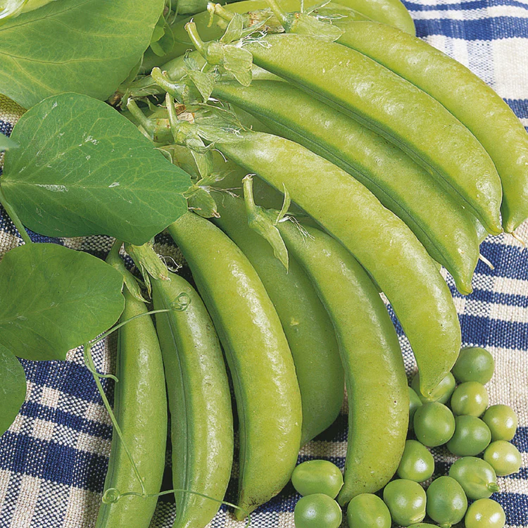 Little Growers Pea Lincoln