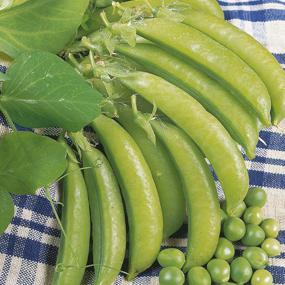 Little Growers Pea Lincoln