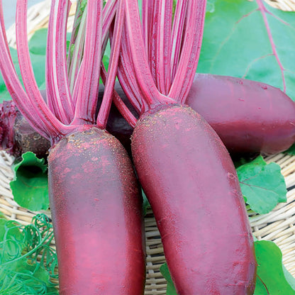 Beetroot Taunus F1