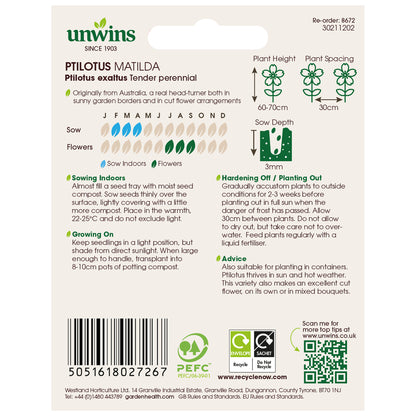 Ptilotus Matilda
