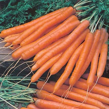 Carrot Amsterdam 2 Solo