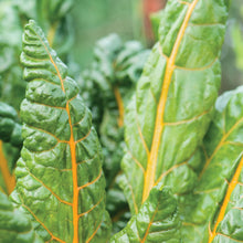Swiss Chard Bright Yellow