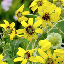 Berlandiera Chocolate Daisy