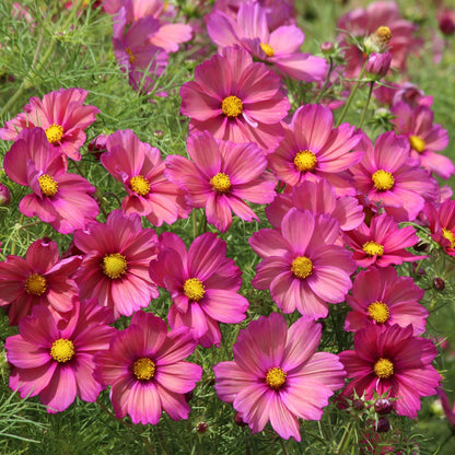 Unwins Cosmos Sunset Seed Bundle