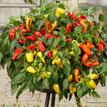 Peppers from Heaven Mix
