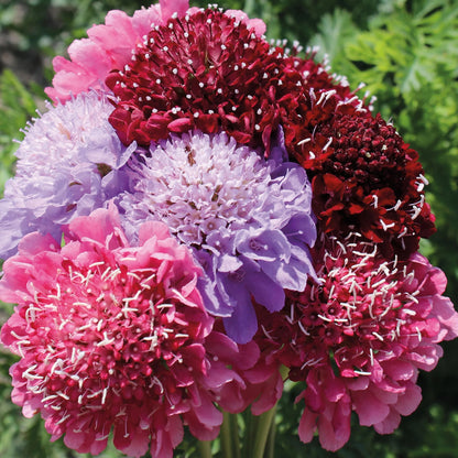 Scabious Cherry Berry Mix