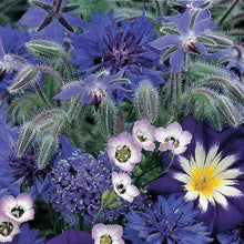 Unwins Sea of Blue Mixed Annuals