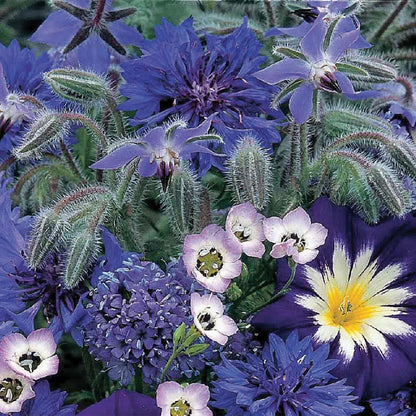 Unwins Sea of Blue Mixed Annuals