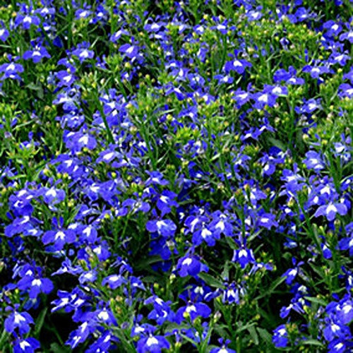 Lobelia Masterpiece Blue