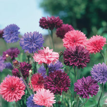 Cornflower Double Mix