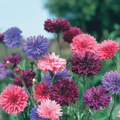 Cornflower Double Mix