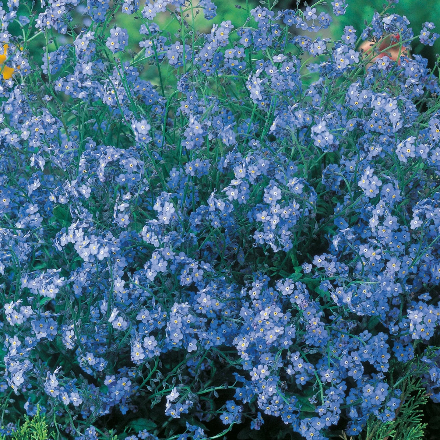 Forget Me Not Blue Cloud