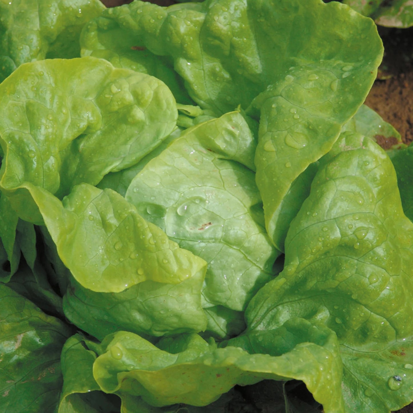 Lettuce (Butterhead) Attraction