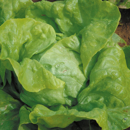 Lettuce (Butterhead) Attraction