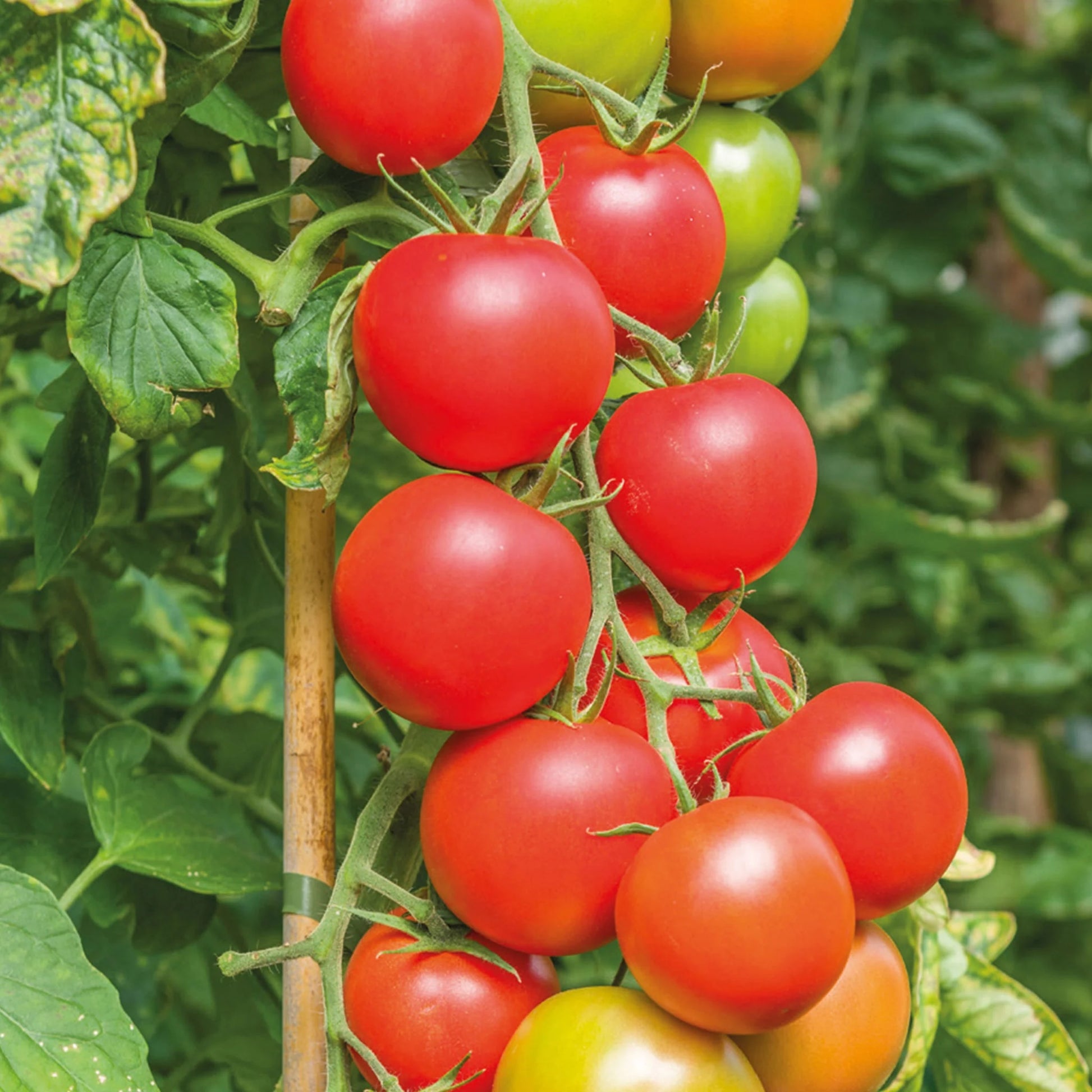 Tomato (Salad) Maisey F1
