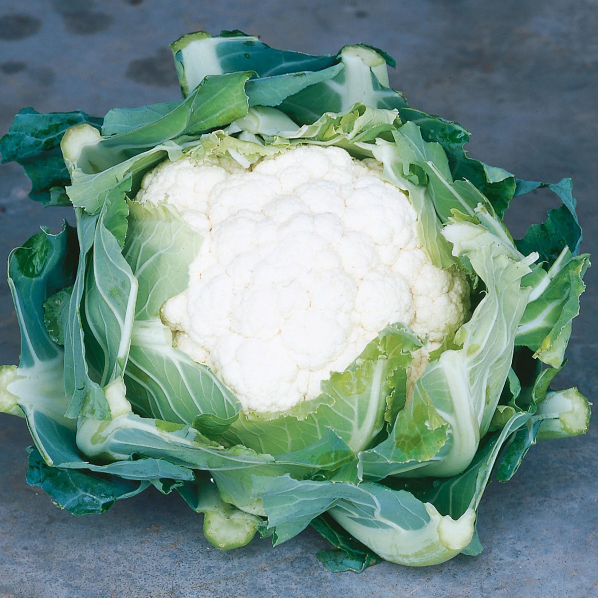 Cauliflower Clapton F1