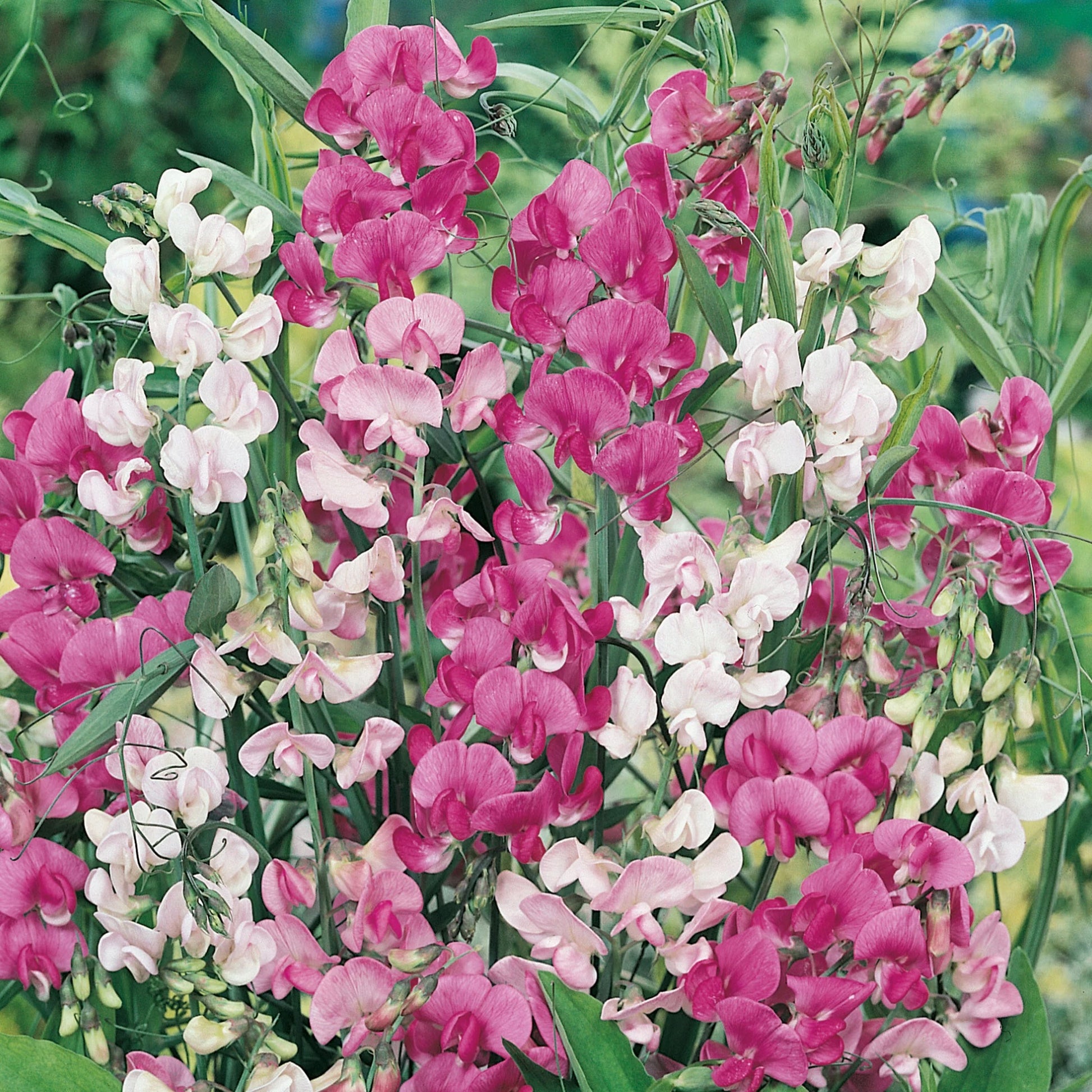 Sweet Pea Everlasting Mix