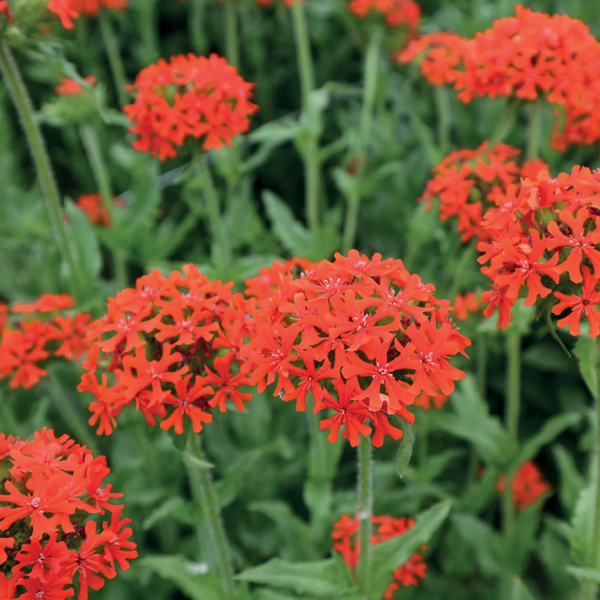 Lychnis Chalcedonica