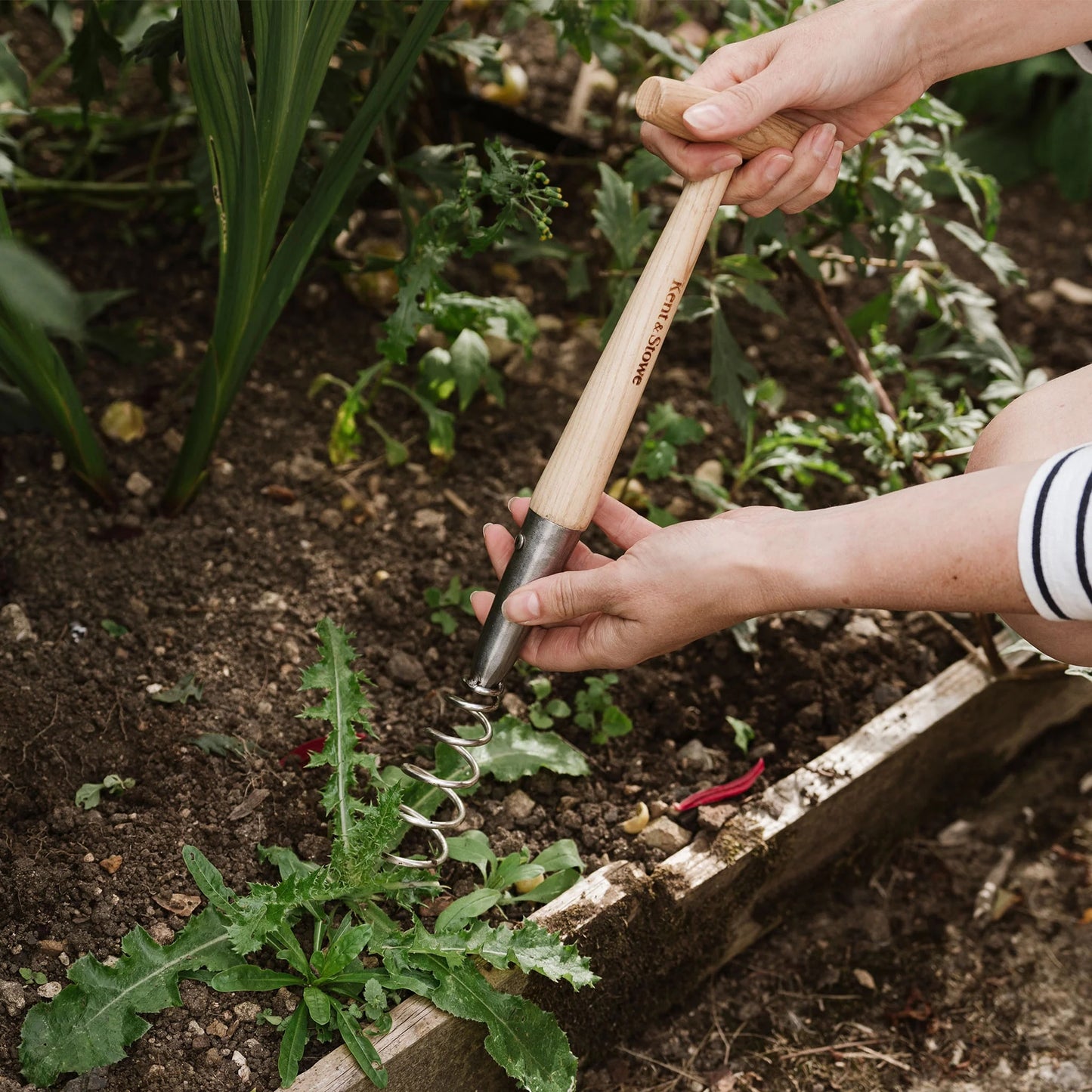 Kent & Stowe Stainless Steel Hand Corkscrew Weeder