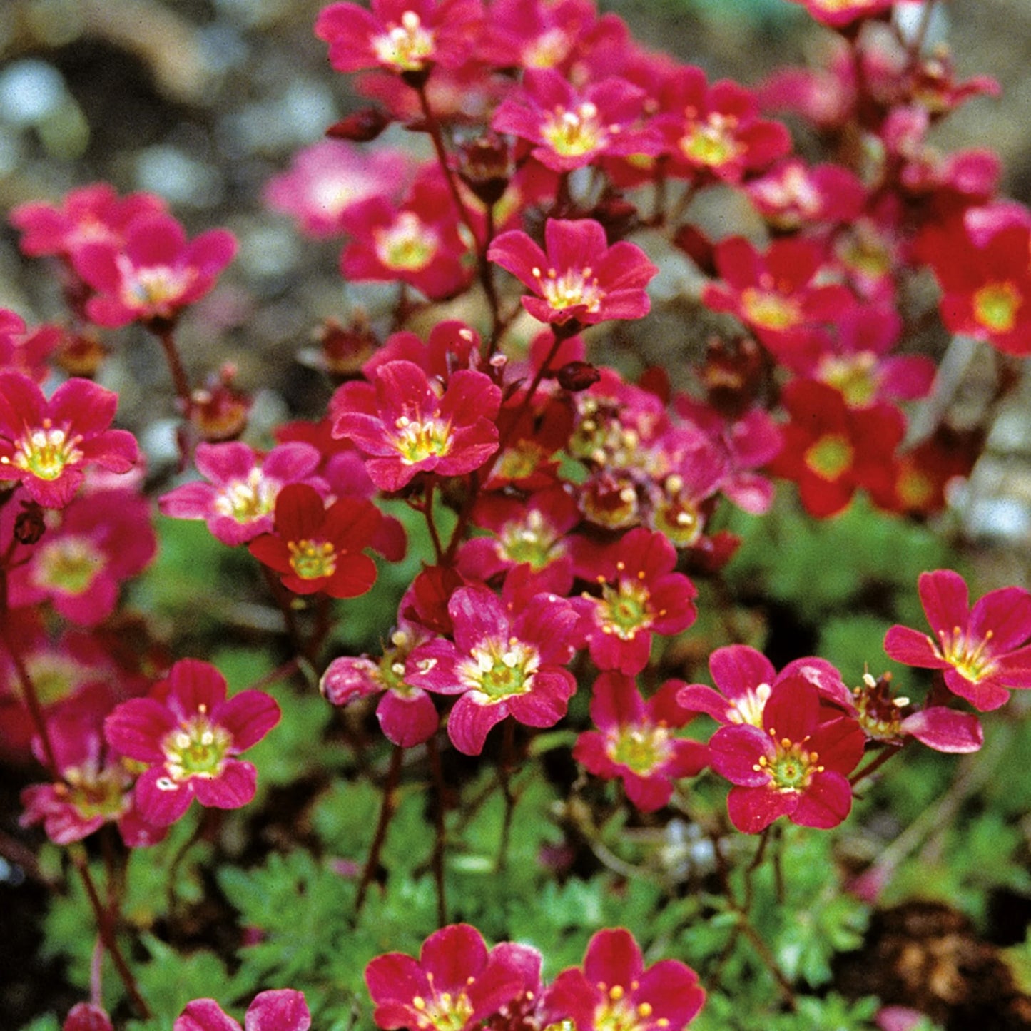 Alpine Saxifraga Purple Robe