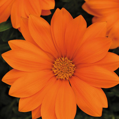 Gazania Daybreak XP Orange