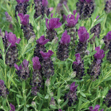 Lavender Bandera Deep Purple