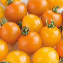 Tomato (Cherry) Orange Paruche F1