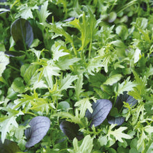 Salad Leaf Herb Mix