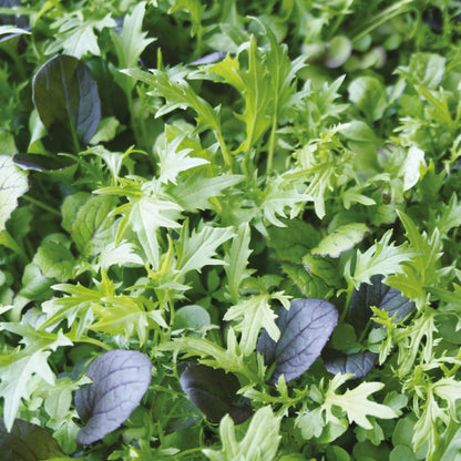 Salad Leaf Herb Mix