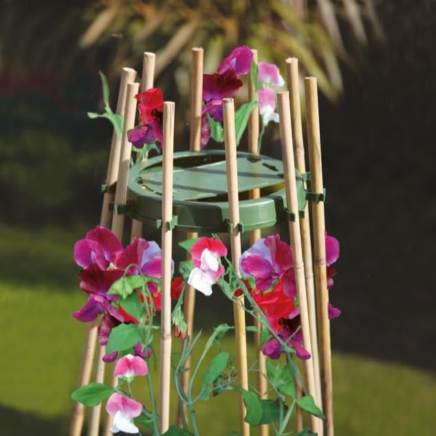 Growers Choice Sweet Pea and Bean Ring Green