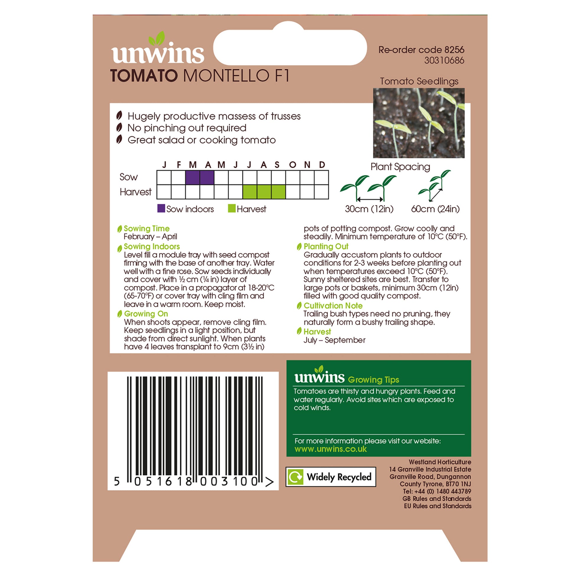 Tomato (Cherry Plum) Montello F1