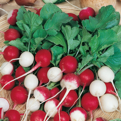 Radish Globe Mixed