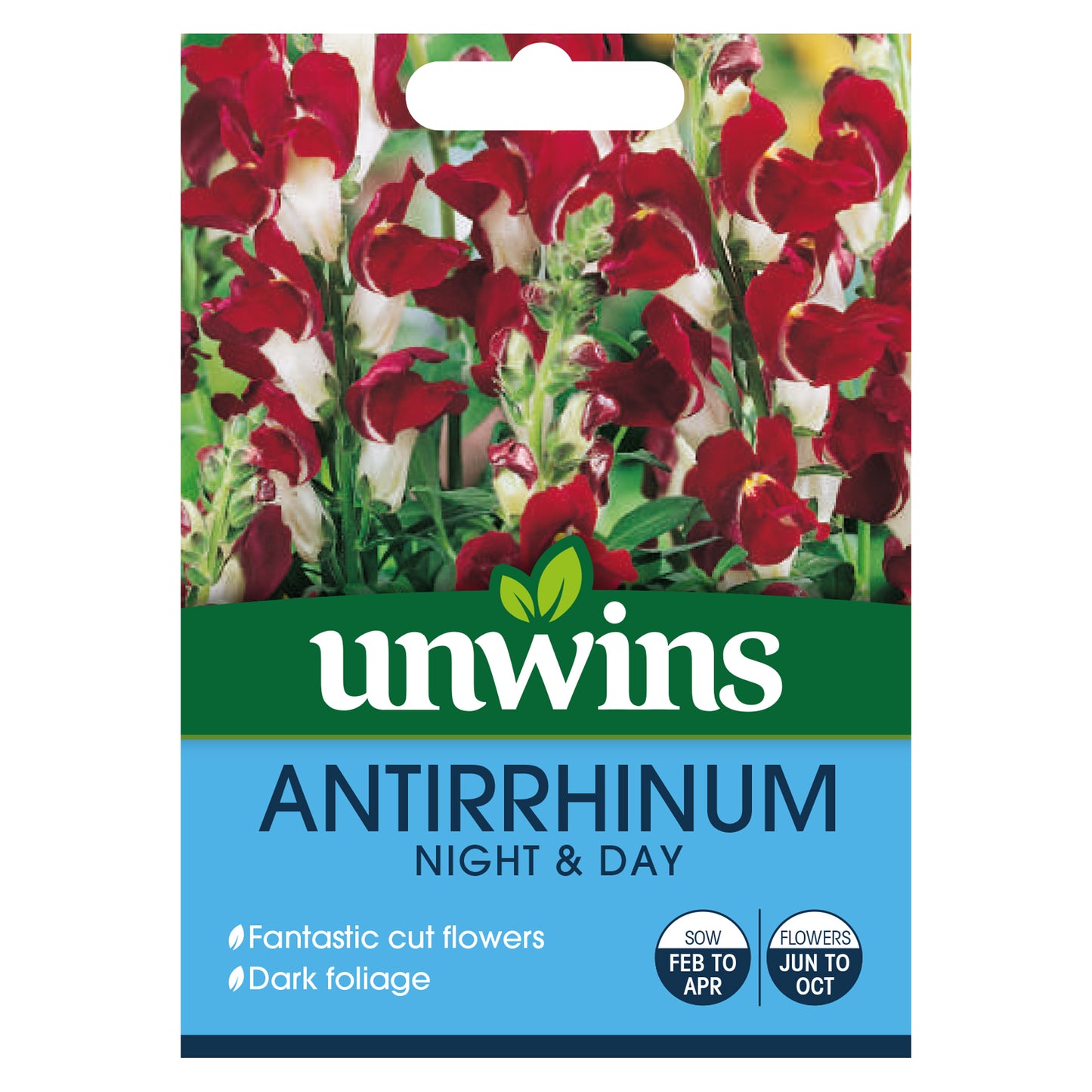 Antirrhinum Night & Day