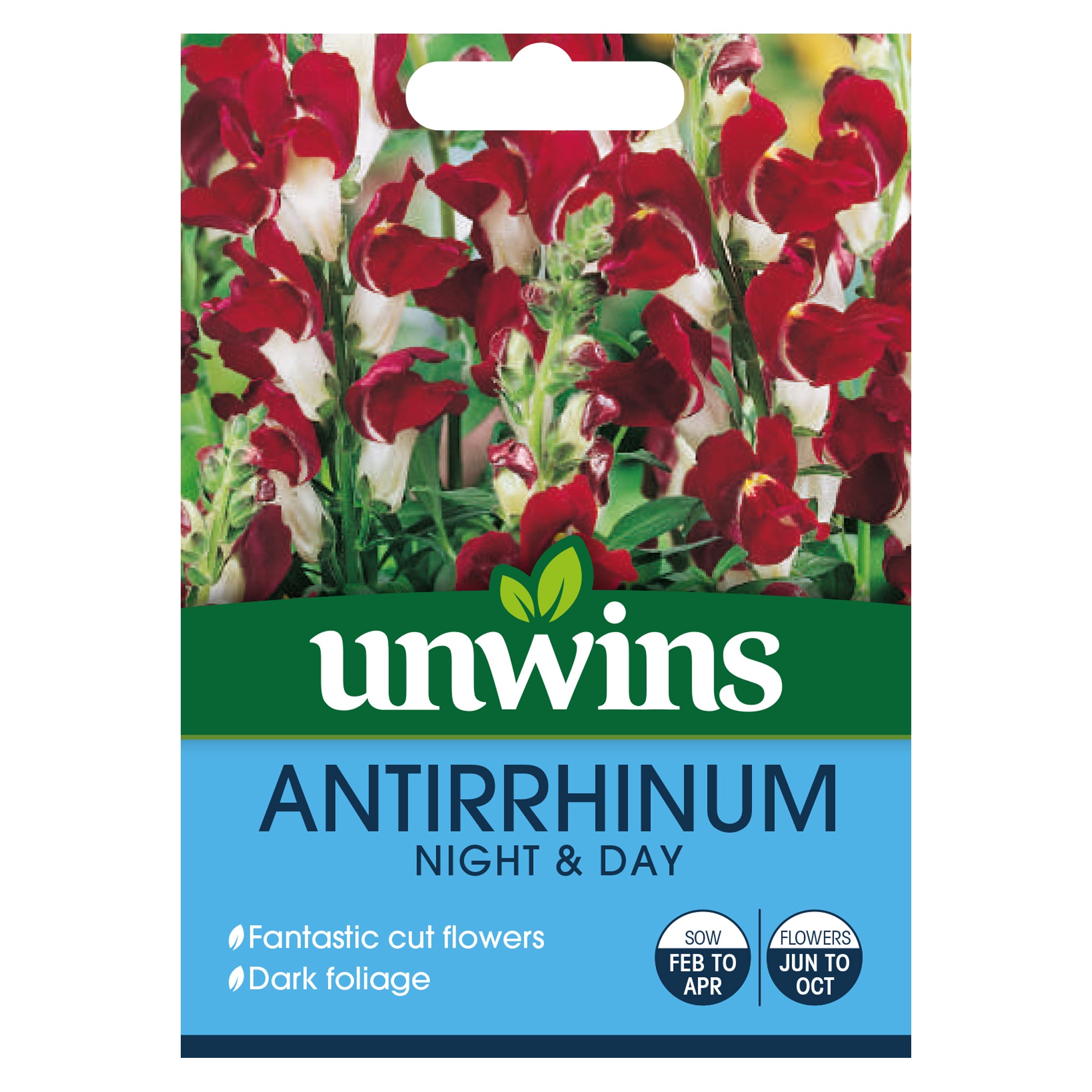 Antirrhinum Night & Day