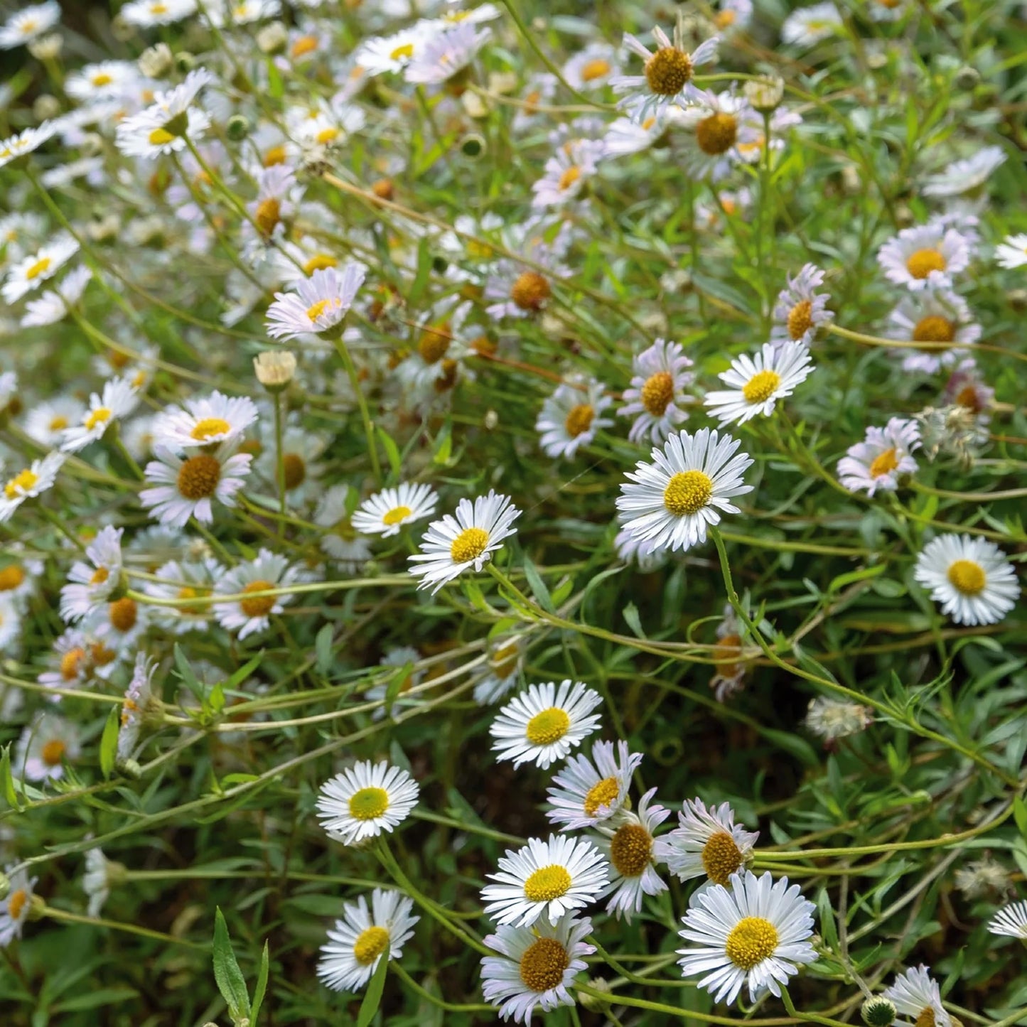 Erigeron Profusion