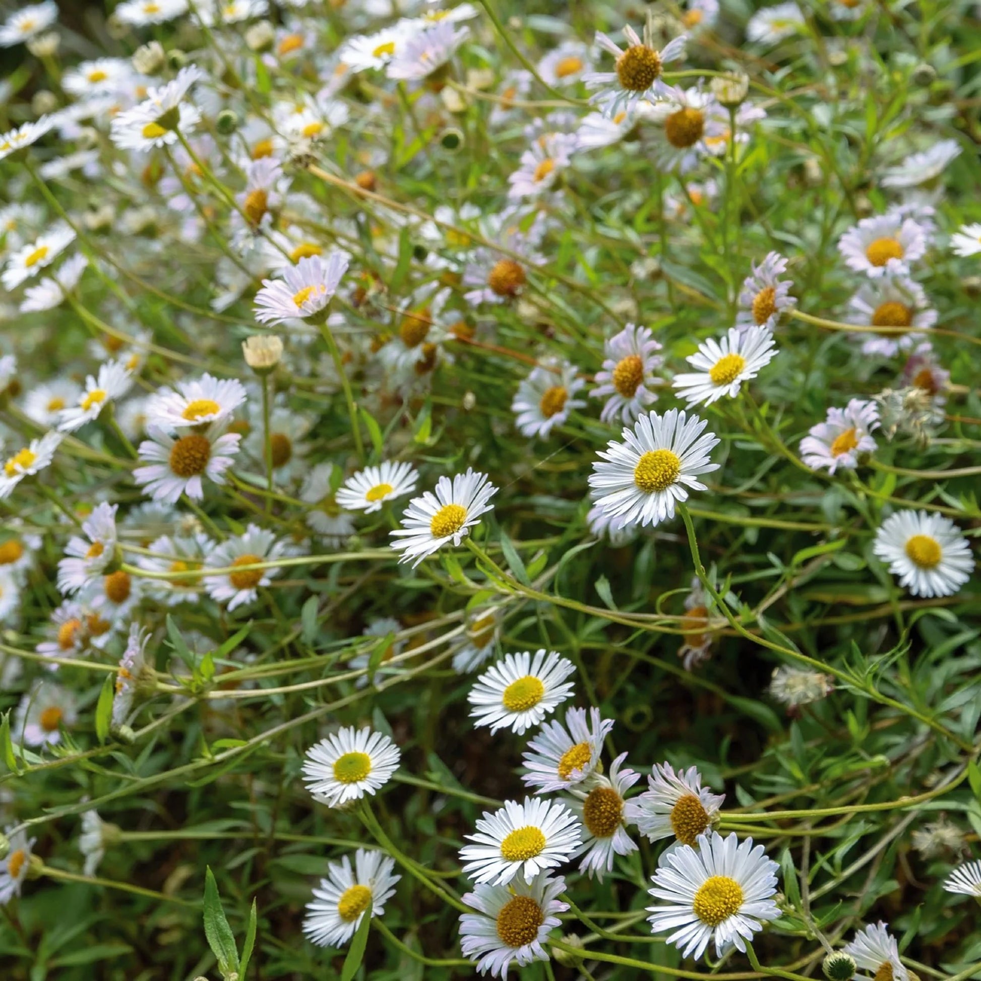 Erigeron Profusion