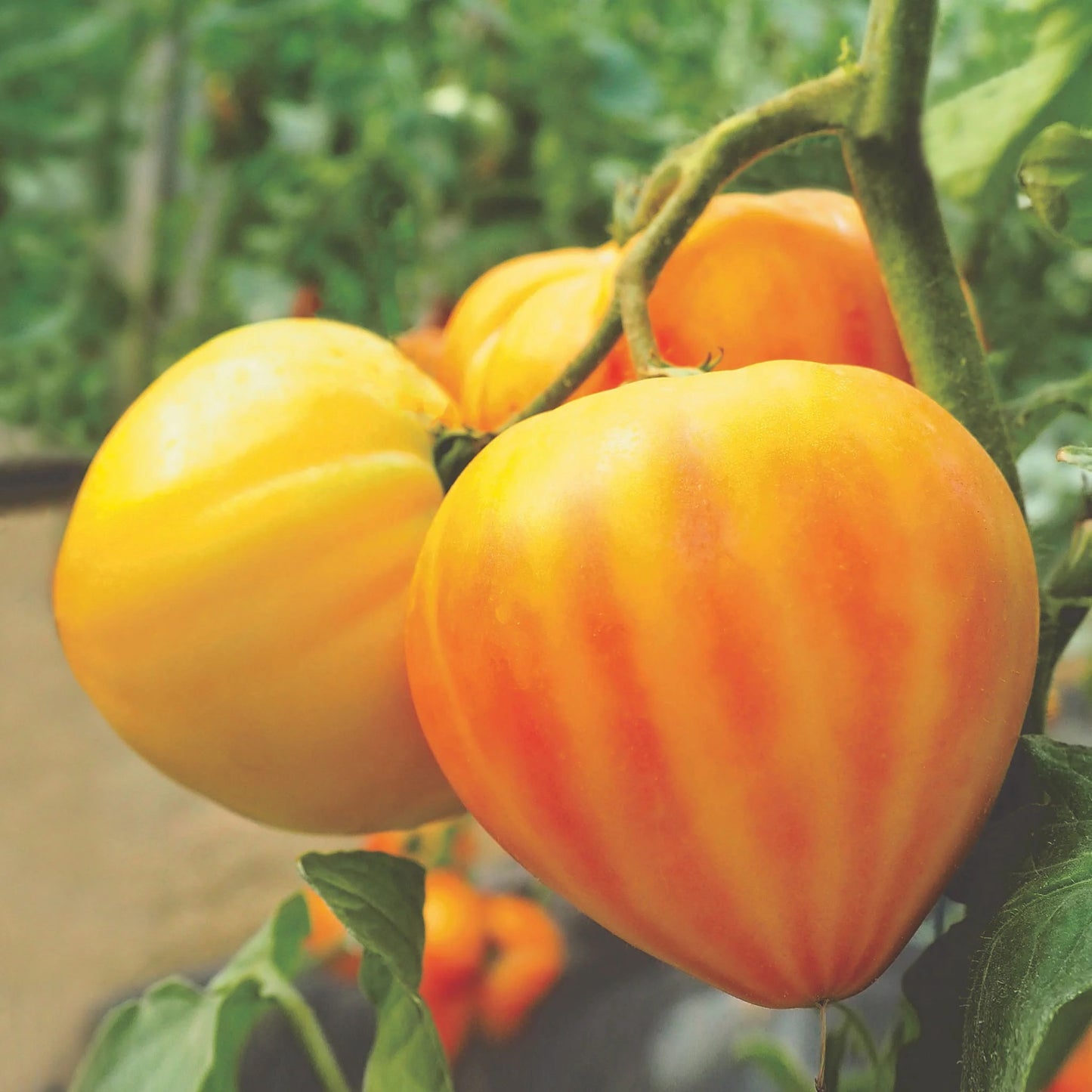 Tomato (Heart) Gourmansun F1