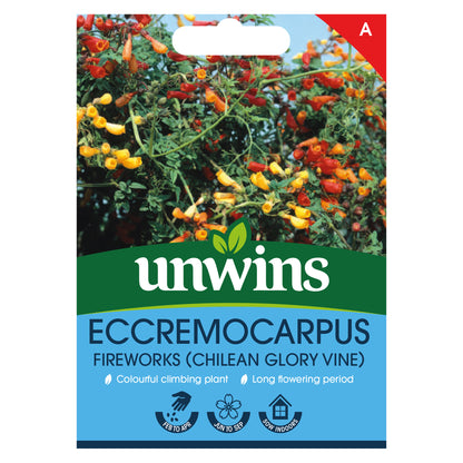 Eccremocarpus Fireworks