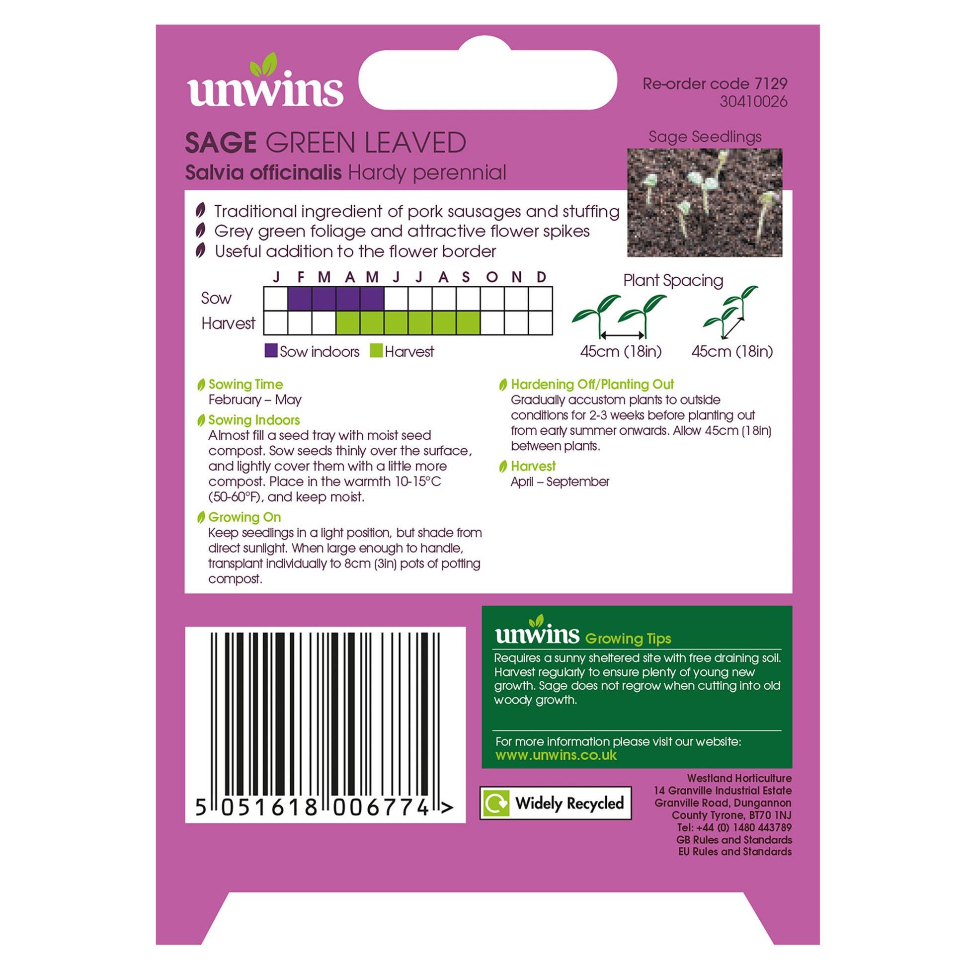 Herb Sage Green Leaved