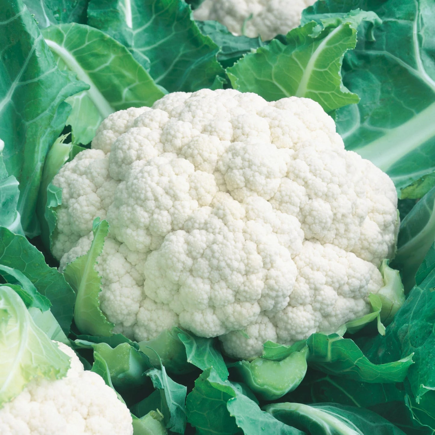 Cauliflower All The Year Round