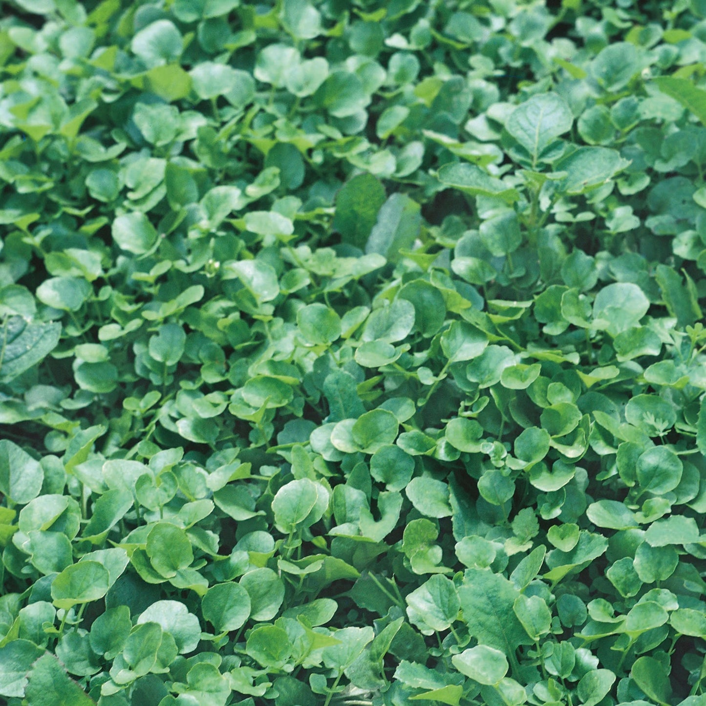 Cress Land American Salad