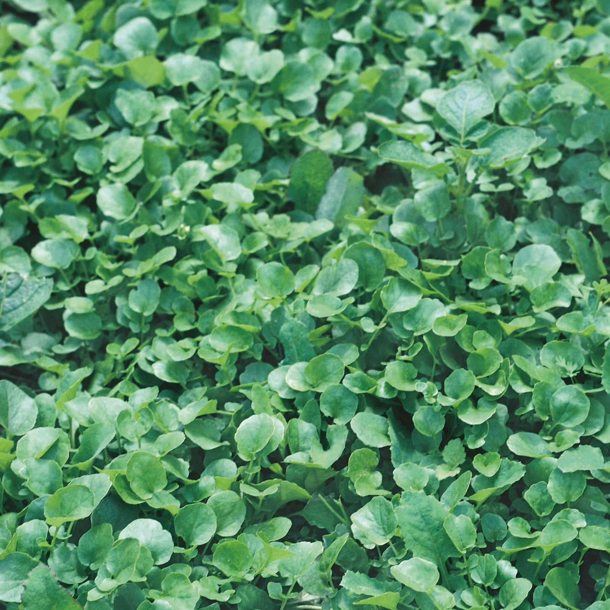 Cress Land American Salad