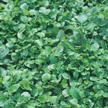 Cress Land American Salad